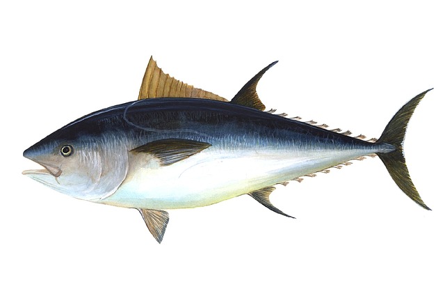 Manfaat Ikan Tuna