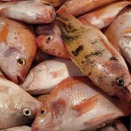 Ikan NIla